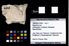 Foto (Objekt + Etikett) von Mecochirus sp.  (NHMW-GEO-1990-0041-2499)